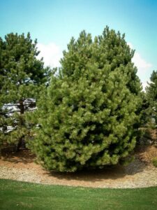 Сосна Чёрная (Pinus Nigra) купить по цене от 270.00р. в интернет-магазине «Посадика» с доставкой почтой в в Пудоже и по всей России – [изображение №1].