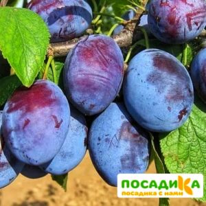 Слива Чачакская ранняя купить по цене от 229.00р. в интернет-магазине «Посадика» с доставкой почтой в в Пудоже и по всей России – [изображение №1].