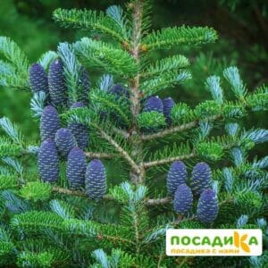 Пихта корейская (Abies koreana) купить по цене от 450.00р. в интернет-магазине «Посадика» с доставкой почтой в в Пудоже и по всей России – [изображение №1].