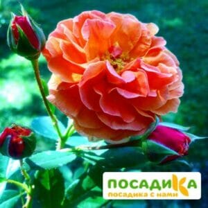 Роза Арабия купить по цене от 350.00р. в интернет-магазине «Посадика» с доставкой почтой в в Пудоже и по всей России – [изображение №1].