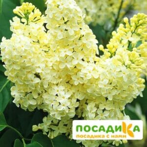 Сирень Примроуз (Primrose) купить по цене от 529.00р. в интернет-магазине «Посадика» с доставкой почтой в в Пудоже и по всей России – [изображение №1].