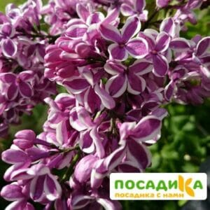 Сирень Сенсация купить по цене от 529.00р. в интернет-магазине «Посадика» с доставкой почтой в в Пудоже и по всей России – [изображение №1].