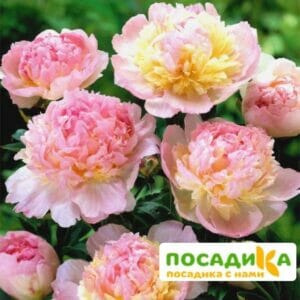 Пион Распберри Сандей (Paeonia Raspberry Sundae) купить по цене от 959р. в интернет-магазине «Посадика» с доставкой почтой в в Пудоже и по всей России – [изображение №1].