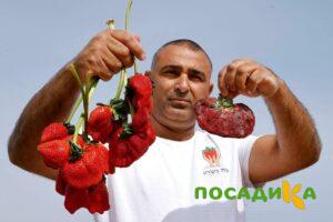Клубника Гигант Джорнея купить по цене от 266р. в интернет-магазине «Посадика» с доставкой почтой в в Пудоже и по всей России – [изображение №1].