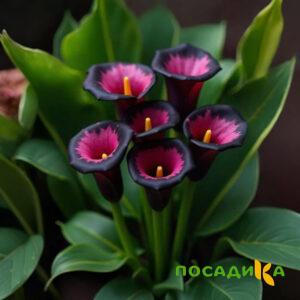 Калла Аура Лейс купить по цене от 400р. в интернет-магазине «Посадика» с доставкой почтой в в Пудоже и по всей России – [изображение №1].