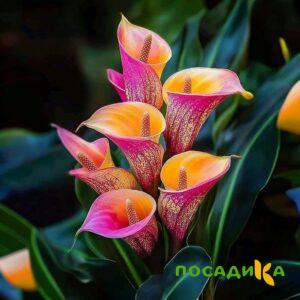 Калла Оникс купить по цене от 450р. в интернет-магазине «Посадика» с доставкой почтой в в Пудоже и по всей России – [изображение №1].