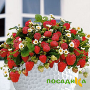 Клубника Рубиновый Шепот (горшечная) купить по цене от 240р. в интернет-магазине «Посадика» с доставкой почтой в в Пудоже и по всей России – [изображение №1].