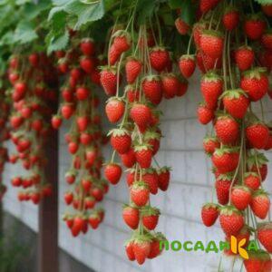 Клубника вьющаяся Комплимент купить по цене от 470р. в интернет-магазине «Посадика» с доставкой почтой в в Пудоже и по всей России – [изображение №1].