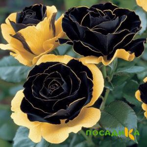 Роза Ханни Сикл купить по цене от 700р. в интернет-магазине «Посадика» с доставкой почтой в в Пудоже и по всей России – [изображение №1].