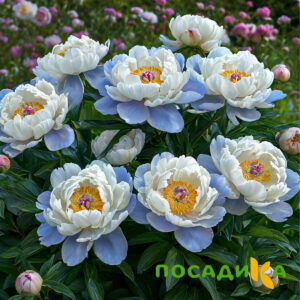 Пион акварельный Этюд купить по цене от 806р. в интернет-магазине «Посадика» с доставкой почтой в в Пудоже и по всей России – [изображение №1].