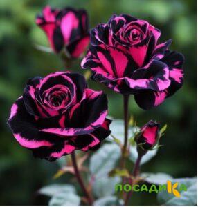 Роза Багровый Шепот купить по цене от 366р. в интернет-магазине «Посадика» с доставкой почтой в в Пудоже и по всей России – [изображение №1].