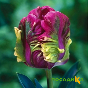 Тюльпан Экзотик Хэвен купить по цене от 186р. в интернет-магазине «Посадика» с доставкой почтой в в Пудоже и по всей России – [изображение №1].