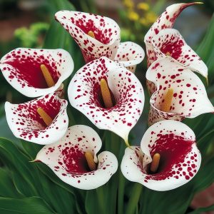 Калла Эмпайр купить по цене от 302р. в интернет-магазине «Посадика» с доставкой почтой в в Пудоже и по всей России – [изображение №1].