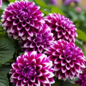 Георгин Кристал Корт купить по цене от 602р. в интернет-магазине «Посадика» с доставкой почтой в в Пудоже и по всей России – [изображение №1].