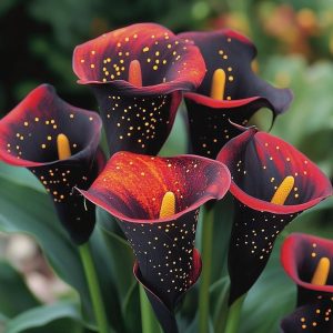 Калла Нуар купить по цене от 299р. в интернет-магазине «Посадика» с доставкой почтой в в Пудоже и по всей России – [изображение №1].