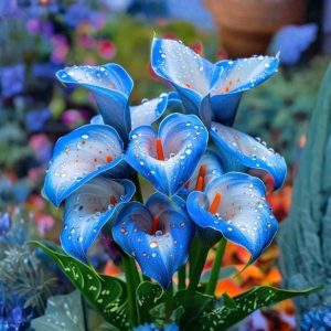 Калла Портрейт купить по цене от 292р. в интернет-магазине «Посадика» с доставкой почтой в в Пудоже и по всей России – [изображение №1].