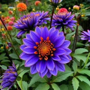 Георгин Лазурит купить по цене от 799р. в интернет-магазине «Посадика» с доставкой почтой в в Пудоже и по всей России – [изображение №1].