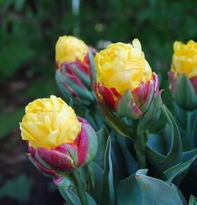 Тюльпан Айс Крим Банана купить по цене от 360р. в интернет-магазине «Посадика» с доставкой почтой в в Пудоже и по всей России – [изображение №1].