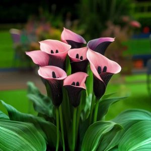 Калла Энигма купить по цене от 291р. в интернет-магазине «Посадика» с доставкой почтой в в Пудоже и по всей России – [изображение №1].