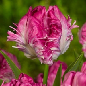 Тюльпан махровый Кул Кристал купить по цене от 400р. в интернет-магазине «Посадика» с доставкой почтой в в Пудоже и по всей России – [изображение №1].