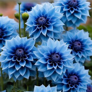 Георгин Вижапе купить по цене от 699р. в интернет-магазине «Посадика» с доставкой почтой в в Пудоже и по всей России – [изображение №1].